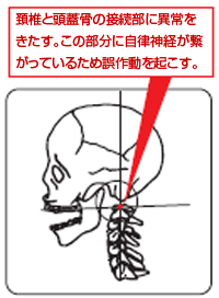 頸椎と頭蓋骨の接続部